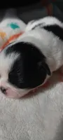 Valentino , a male Japanese Chin for sale in Greenville, SC – 2 of 6