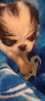Tsuki , a female Japanese Chin for sale in Greenville, SC – 3 of 7