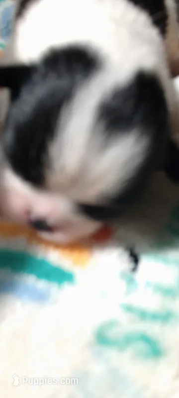 Valentino  – Japanese Chin puppy for sale in Greenville, SC