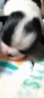 Valentino , a male Japanese Chin for sale in Greenville, SC – 3 of 6