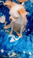 Cheyenne , a male Chihuahua and Japanese Chin for sale in Greenville, SC – 8 of 10