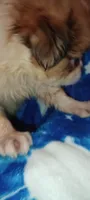 Lilly Rose , a female French Bulldog and Japanese Chin for sale in Greenville, SC – 7 of 9