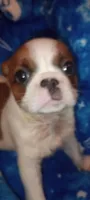 Dakota , a male French Bulldog and Japanese Chin for sale in Greenville, SC – 5 of 9