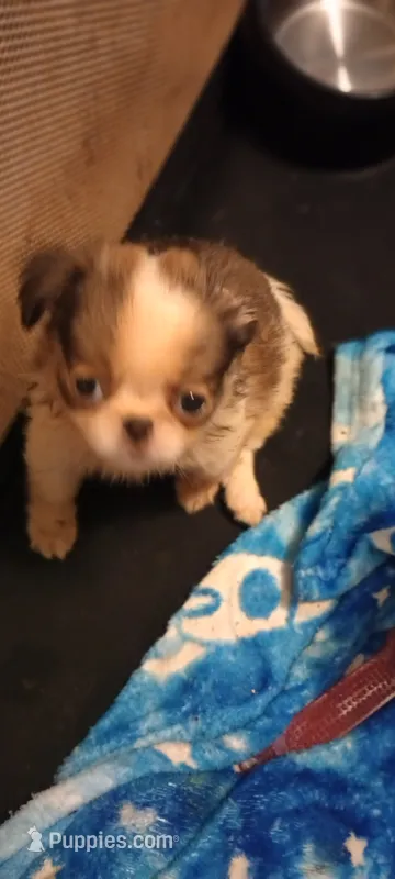 Biscotti  – French Bulldog, Japanese Chin puppy for sale in Greenville, SC