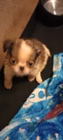 Biscotti , a male French Bulldog and Japanese Chin for sale in Greenville, SC – 1 of 10
