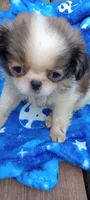Biscotti , a male French Bulldog and Japanese Chin for sale in Greenville, SC – 9 of 10