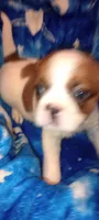 Dakota , a male French Bulldog and Japanese Chin for sale in Greenville, SC – 9 of 9