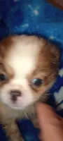 Lilly Rose , a female French Bulldog and Japanese Chin for sale in Greenville, SC – 8 of 9