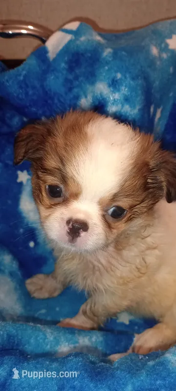 Lilly Rose  – French Bulldog, Japanese Chin puppy for sale in Greenville, SC