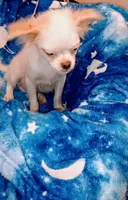 Cheyenne , a male Chihuahua and Japanese Chin for sale in Greenville, SC – 3 of 10