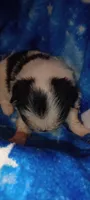 Tsuki , a female Japanese Chin for sale in Greenville, SC – 2 of 7