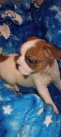 Dakota , a male French Bulldog and Japanese Chin for sale in Greenville, SC – 3 of 9