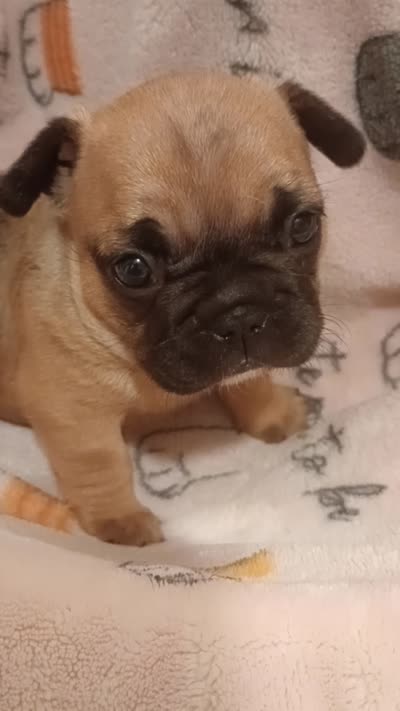 Lou-Lou , a female French Bulldog for sale in Greenville, SC – 3 of 3
