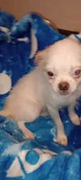 Cheyenne , a male Chihuahua and Japanese Chin for sale in Greenville, SC – 9 of 10