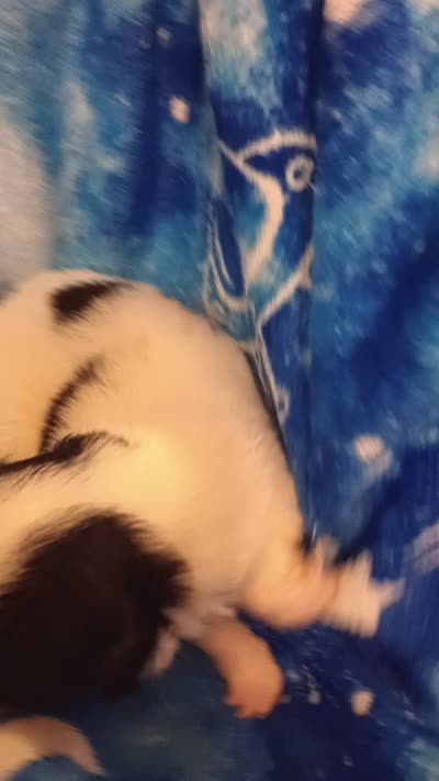 Rapunzel , a female Japanese Chin for sale in Greenville, SC – 5 of 6