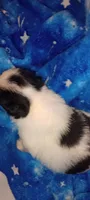 Tsuki , a female Japanese Chin for sale in Greenville, SC – 5 of 7