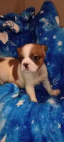 Dakota , a male French Bulldog and Japanese Chin for sale in Greenville, SC – 6 of 9