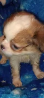 Lilly Rose , a female French Bulldog and Japanese Chin for sale in Greenville, SC – 3 of 9