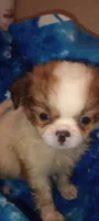 Lilly Rose , a female French Bulldog and Japanese Chin for sale in Greenville, SC – 4 of 9
