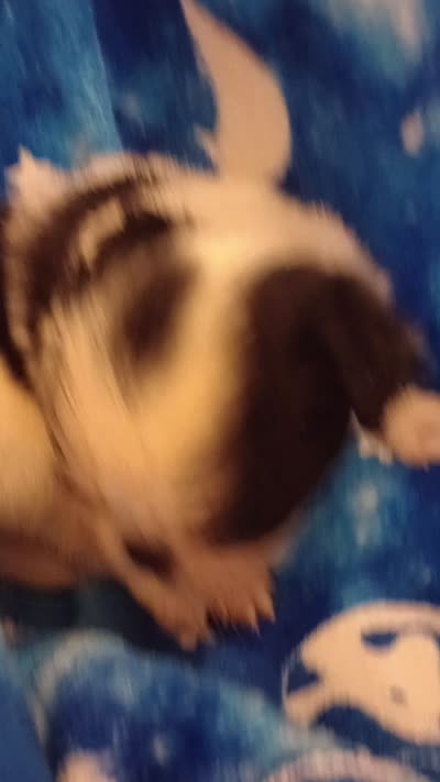Tsuki , a female Japanese Chin for sale in Greenville, SC – 7 of 7