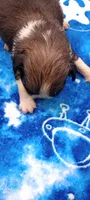 Paco, a male French Bulldog and Japanese Chin for sale in Greenville, SC – 6 of 6