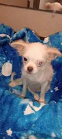 Cheyenne , a male Chihuahua and Japanese Chin for sale in Greenville, SC – 10 of 10