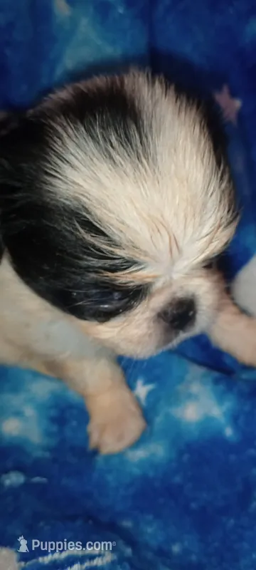Tsuki  – Japanese Chin puppy for sale in Greenville, SC