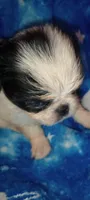 Tsuki , a female Japanese Chin for sale in Greenville, SC – 1 of 7