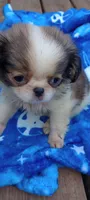 Biscotti , a male French Bulldog and Japanese Chin for sale in Greenville, SC – 8 of 10