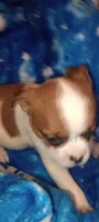 Dakota , a male French Bulldog and Japanese Chin for sale in Greenville, SC – 7 of 9
