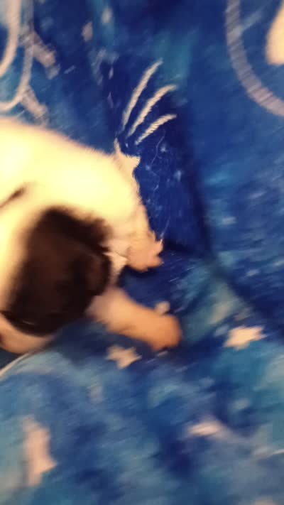 Rapunzel , a female Japanese Chin for sale in Greenville, SC – 6 of 6