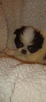 Valentina , a female Japanese Chin for sale in Greenville, SC – 2 of 3