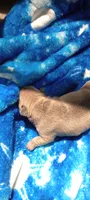 Tulip 🌷, a female French Bulldog for sale in Greenville, SC – 6 of 6