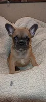 Lillyana, a female French Bulldog for sale in Greenville, SC – 2 of 7
