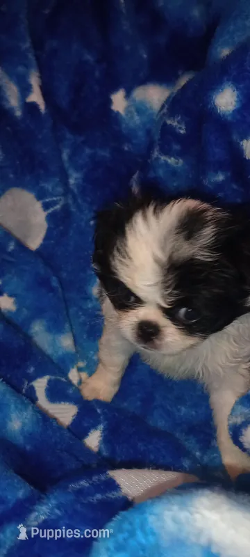 Valentina  – Japanese Chin puppy for sale in Greenville, SC