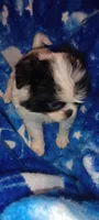 Valentina , a female Japanese Chin for sale in Greenville, SC – Photo 2 of 5