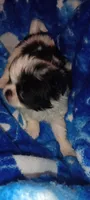 Valentina , a female Japanese Chin for sale in Greenville, SC – Photo 5 of 5
