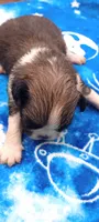 Paco, a male French Bulldog and Japanese Chin for sale in Greenville, SC – 3 of 6