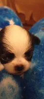 Rapunzel , a female Japanese Chin for sale in Greenville, SC – 2 of 6