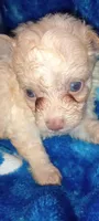 Dakota , a male Poodle - Toy  for sale in Greenville, SC – Photo 9 of 10
