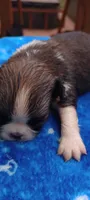 Paco, a male French Bulldog and Japanese Chin for sale in Greenville, SC – 2 of 6