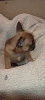 Lillyana, a female French Bulldog for sale in Greenville, SC – 3 of 7