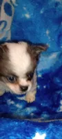 Billy the Kid , a male Chihuahua and Japanese Chin for sale in Greenville, SC – Photo 6 of 9