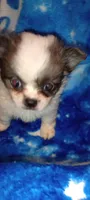 Billy the Kid , a male Chihuahua and Japanese Chin for sale in Greenville, SC – Photo 2 of 9
