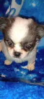Billy the Kid , a male Chihuahua and Japanese Chin for sale in Greenville, SC – Photo 4 of 9