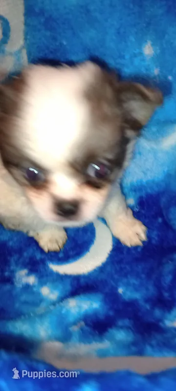 Billy the Kid  – Chihuahua, Japanese Chin puppy for sale in Greenville, SC