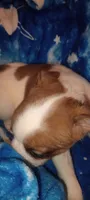 Dakota , a male French Bulldog and Japanese Chin for sale in Greenville, SC – 4 of 9
