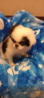 Amora , a female Japanese Chin for sale in Greenville, SC – 7 of 10