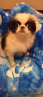 Amora , a female Japanese Chin for sale in Greenville, SC – 8 of 10