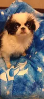 Amora , a female Japanese Chin for sale in Greenville, SC – 9 of 10